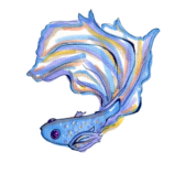 Baeta the Betta Fish